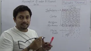 03, Absorption of Water | Transport in Plants | mineral salts absorption