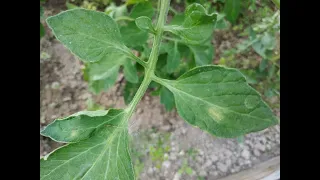 Пятна на листьях томатов- кладоспориоз томатов.Лечение и профилактика  заболевания