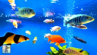 Relaxing Aquarium Fish Tank Sounds ~ NO MUSIC 🐟 #2