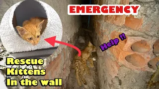 Update: Kitten Stuck between the wall Cries Out OF Fear No One Would Rescue Him |