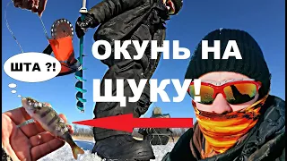 Поставил окуня в качестве живца и вот что произошло!