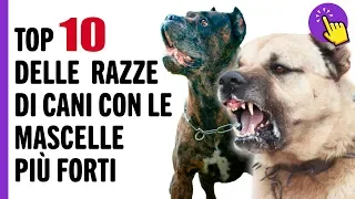 Top10 delle Razze di cani con le mascelle più forti | Informazione interessant | Tienilo a mente!