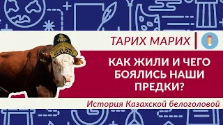 Как вывели уникальную породу КРС? История Казахской Белоголовой | Тарих Марих
