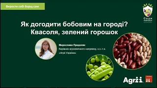 Як догодити бобовим на городі? Квасоля, зелений горошок