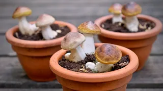Как вырастить много белых грибов дома? РАЗОБЛАЧЕНИЕ ОБМАНА