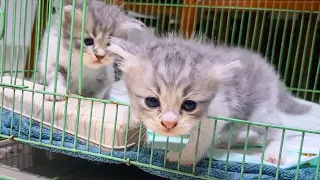 Tiny Kittens are ready to escape & explore but are too scared when touching the ground