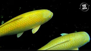 Amazing beautiful video of gold fish, betta fish and koi fish #332
