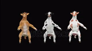 cow-dancing-cg-fur-d-rendering-animal-realistic-cgi-vfx-animation-loop-composition-d-mapping