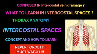 Intercostal Space Anatomy Thorax | Everything you need to know | Concept & How to learn | Contents