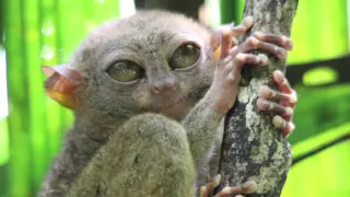 Absurd Creatures | The Tarsier Leaps Like a Superhero, Looks Like Yoda