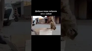 Бездомный котенок 😯