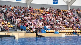 orca show in loro parque tenerife canary islands spain sdk