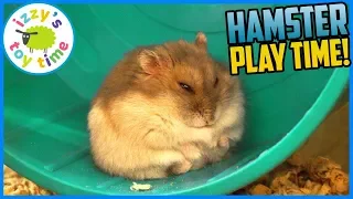 Happy the Hamster PLAY TIME! Tons of Footage of Pets !