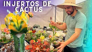 COMO hacer un INJERTO de cactus paso a paso / Vivero suculento