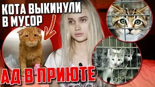 Поход в кошачий приют | Лисса и Карина Аракелян