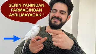 Muhabbet kuşu ele alıştırma kesin çözüm %100 işe yarıcak kuşunuz parmağınızdan sizden ayrılmayacak!