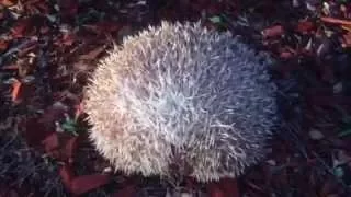 Hedgehog Behavior: Curling Up Into A Ball, "Popping" and "Hissing"