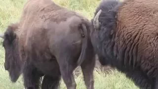 Bison Seeking Mate