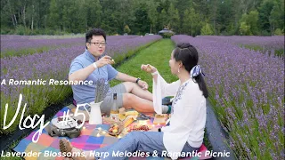 A Romantic Resonance: Lavender Blossoms, Harp Melodies & Romantic Picnic ASMR｜浪漫的共鸣：薰衣草花开，竖琴悠扬，浪漫野餐