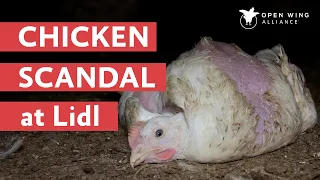 Chicken Scandal at Lidl