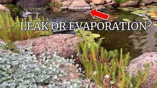Garden pond evaporation and how to top up your pond