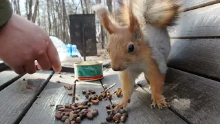 Голодная белка узнала меня / Hungry squirrel recognized me