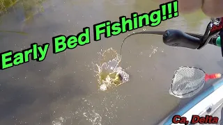 Early Spring Bed Fishing (Ca, Delta)