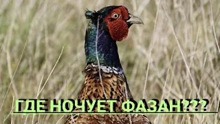 Где ночует фазан??? 
        pheasant