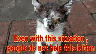 The Horrible Infection on This Kitten Eyes The people Ignore.