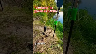 "СИГНАЛКА" на Карпа, на удочке🌞 #карп #удочка #сура #fishing