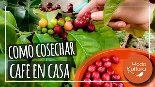 👉 **¿CÓMO COSECHAR TU PROPIO CAFÉ Y PREPARARLO EN CASA? ☕*Proceso completo del Café 100 % orgánico.