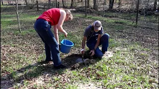 Crisis Time  Planting Fruit Trees For the Future