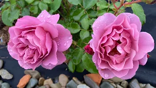 Aoi (Аоі) троянда свято дуже щедрого квітування та гарного глибокого кольору японської селекції