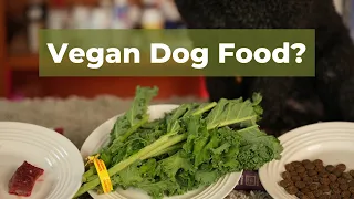 Is Vegan Dog Food Better?