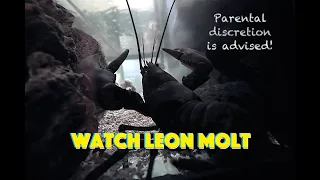Watch Leon Molt