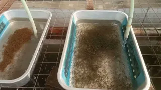 Discover the hidden technique for hatching tilapia eggs