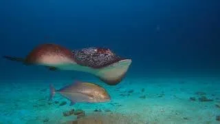 Diving Cocos Island, Costa Rica (Argo 2021)