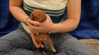 1 week old vizsla puppies intro