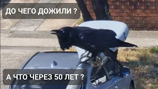 Я не поверила своим глазам ! Вот до чего дожили ! Элла Австралия