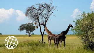 Tarangire National Park, Tanzania  [Amazing Places 4K]