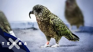 Keas - Die schlausten Vögel der Welt?