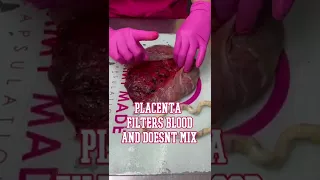 THE PLACENTA: Small and Mighty