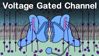 Voltage Gated Sodium (Na+) Channel