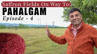 Ep 4 Srinagar to Pahalgam | Saffron Fields | Pampore”s Sheermal | Awantipur Ruins | Kashmir Tourism