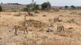 Leopard surrounded by a lion pride