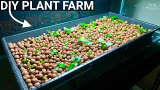 How to Grow Aquarium Plants Emersed - DIY Hydroponics