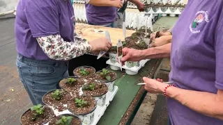 Planting Annuals