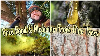 The Pine Trees - A Guide To Their Food, Medicine & Identification 🌲