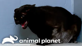 The World's Scariest Black Cats | My Cat From Hell | Animal Planet