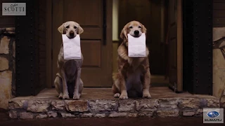 Funny Subaru Dog Tested Subaru Commercial With Doggie Bag